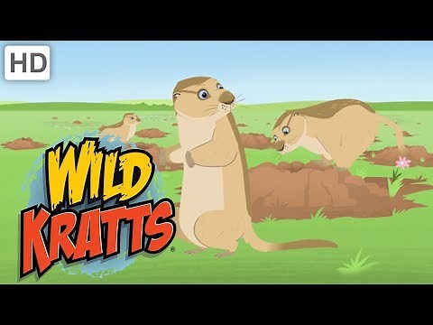 Wild Kratts - Holes | Kids Videos