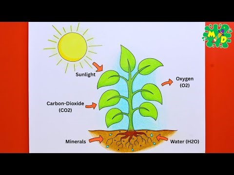 How to Draw Photosynthesis Process Step by Step | Easy Science Drawing for Students