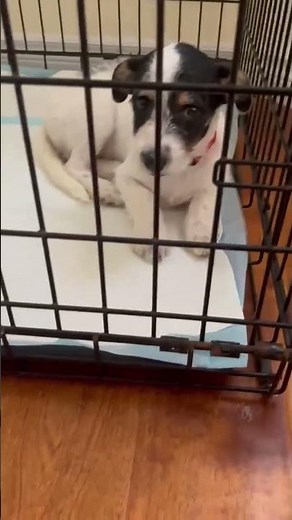 Saved From Euthanasia, Puppy Now Clings To Life In ER [STORY BELOW]