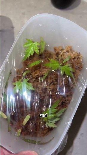 Japanese Maple Propagation Obsession #plantlovers #japanesemaples #plantpropagation