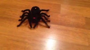 2.8K views · 113 reactions | It's creepy and it's crawly, it's a remote control spider for only $10. #savvyshoppers time to start your Christmas shopping? Who wouldn't love one of these! | The Reject Shop | Facebook