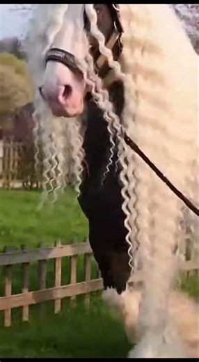 Springtime stroll🥰 #animals #horse #village