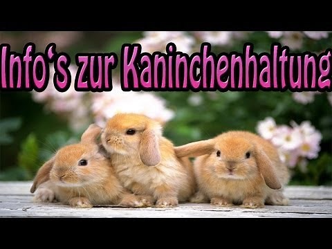 Artgerechte Haltung von Kaninchen! Infos und Tipps!!
