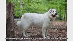 The Great Pyrenees: Pros and Cons of the Pyrenean Mountain Dog