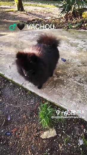 Vachou, un spitz nain noir de 9 mois