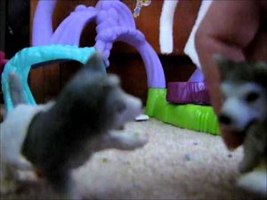 Schleich wolf movie part 5 ( Where,s the pack? ) SEASON FINALE