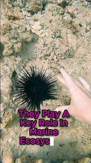 Facts You Didn't Know About Sea Urchins!