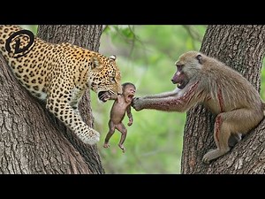 This Is Why Baby Baboons Were Kidnapped | Wildlife Documentary