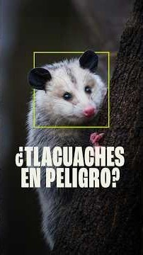 Are opossums in Mexico City in danger?