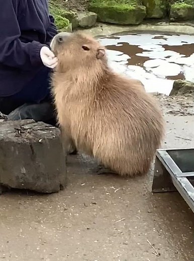 CAPYBARAS - the ultimate petting experience, petting & loving a Capybara, stroking a capybara