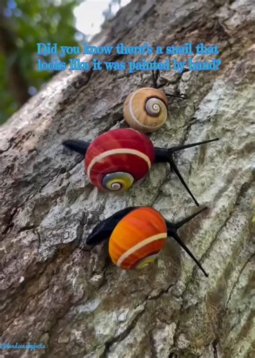 Beautiful Snail on Earth#CubanSnail #PolymitaPicta#Rare#NatureFacts#Viral#Explore#Facts#ScienceFacts