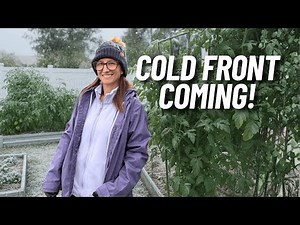 How I Save My Plants From Frost in Florida