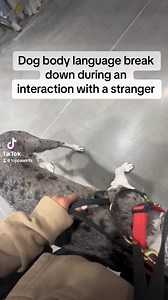 279K views · 6.3K reactions | Dog body language breakdown during a 60 second interaction with a stranger #dogtrainer #dogtraining #dogbodylanguage #bodylanguage #dogsoftiktok #stress #uneasy #anxious #lowes #dogowners #dogownersoftiktok #dogsoftiktok #puppiesoftiktok #dogtok #puppytok #bodylanguagetips #bodylanguagebreakdown #breakdown #explained #greatdane #greatdanesoftiktok | Top Paw K9 Academy | Facebook