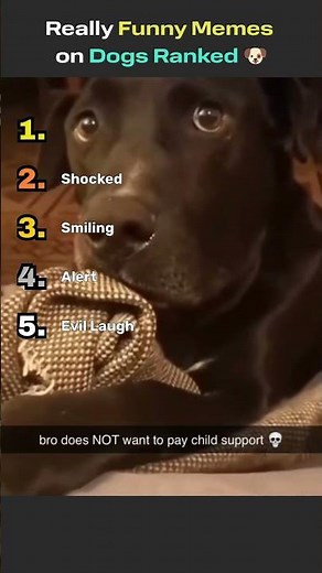 Top 5 Funniest Dog Memes Ranked 🐶🤣