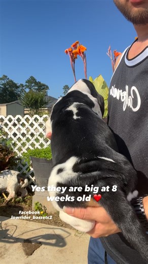 Lowrider Bassethounds on Instagram: "❤️❤️"