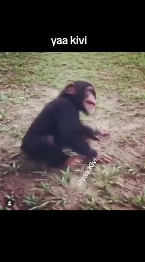 Yaa Kivi Funny Videos Compilation | Laugh Till You Cry