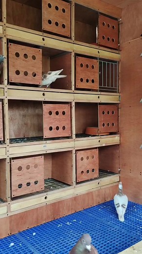 New Breeding Loft ni Homing 🥰 | Homing Pigeon