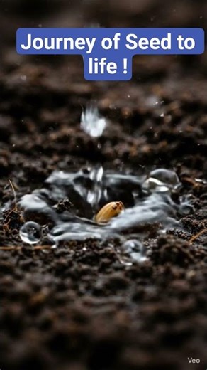 Journey of Seed to life..#shorts #shortsfeed #shortsvideo #scienceforkids #biology #ai #facts