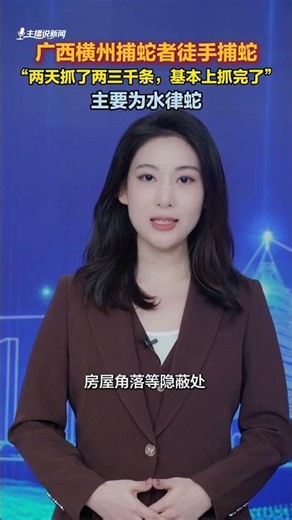 广西横州捕蛇者徒手捕蛇，“两天抓了两三千条，基本上抓完了”