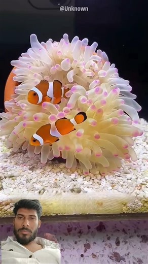Man Found Nemo Fish on Beach #shorts