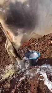 471K views · 5K reactions | #cow #dairyfarm #dairy_farming #modern_dairy_farming #modern_agriculture #agricultural_machines #amazing_technology #advance_technology #modern_technolog | Dairy Cow TV | Facebook