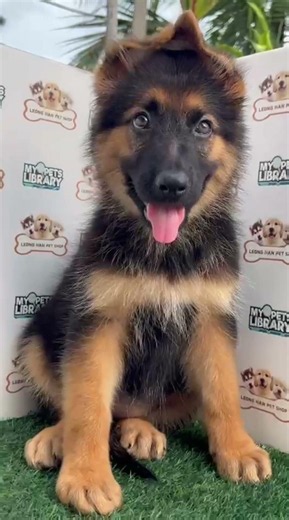 LHPS German Shepherd Puppy (Female)