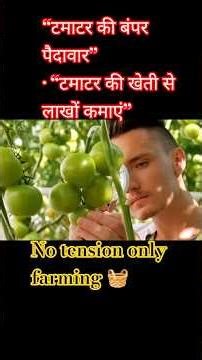 Tomato Farming with Huge Profit | Low Cost High Yield #farming