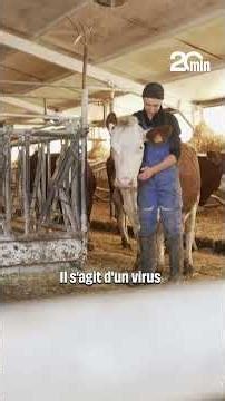 Agriculture : Les tensions montent autour de la dermatose nodulaire contagieuse