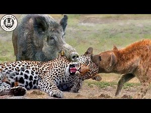 The Truth About the Savanna: Predator Encounters and Survival | Wildlife Documentaries | Wildlife