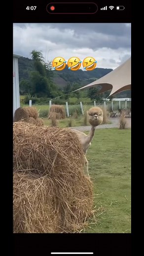 Lmao that so cute!! A shaved Alpaca | Yung Poppy