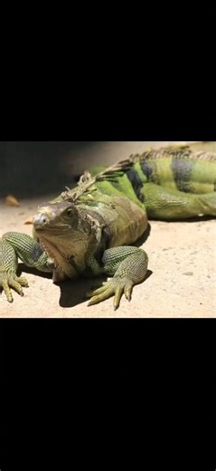 Beautiful Green Iguana Lizard walking around in the Forest #green #iguana #lizard #reptiles #forest