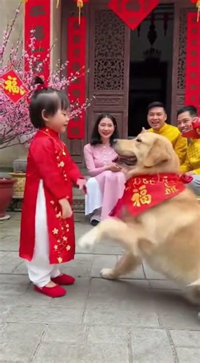 Cô bé vui cùng chú chó Golden thông minh #yeuthucung #thucungdethuong #yeudongvat #chothongminh