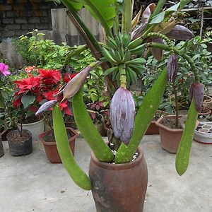 US & Europe Backyard Tip Bottle Gourd and Banana 2-in-1 Planting | H&H Gardening Tips