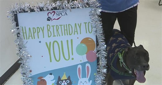 Sacramento SPCA is offering shelter and mobile party packages