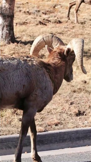 Ram with Deformed Hoof 🐏💪 #wildlife #bighornsheep #animals #nature #gardenofthegods #coloradosprings