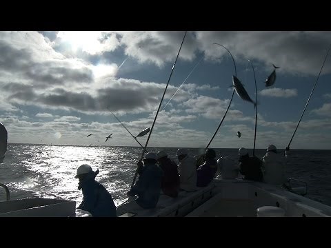 高知家ええもん動画 カツオの一本釣り