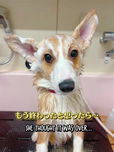 Transform Your Pup from Gremlin to Goddess
