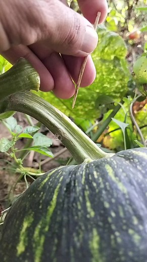 Best Grafting Techniques for Farming & Gardening