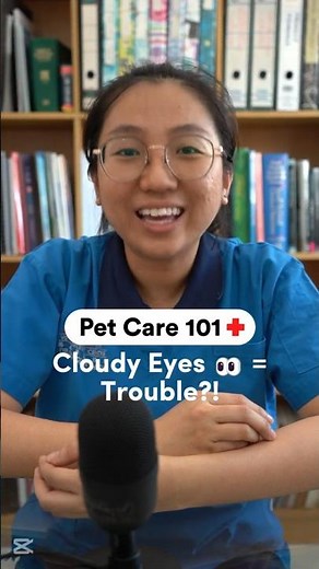 Cataracts in dogs explained by vet #cataract #doghealth #dogeyes #vetexplains #gracevetcentre