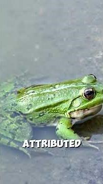 The Biodiversity of Amphibians and Reptiles in Australia: A Fascinating World of Unique Creatures