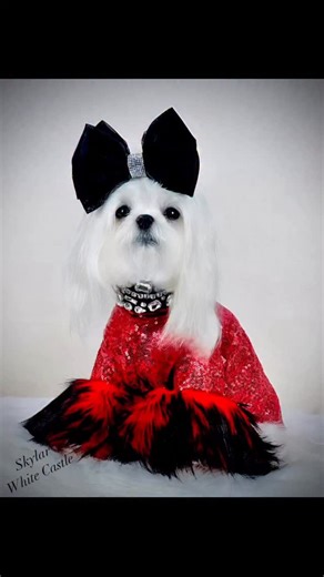 54 reactions · 25 comments | Living Proof That Sequins and Lily Mac...