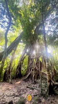 Explore Nam Cat Tien Forest | Experience the Lush Green National Park
