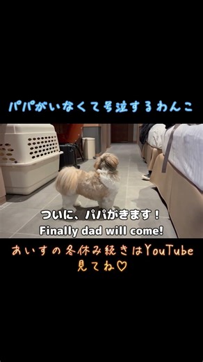 【パパがいなくて号泣】#犬のいる生活 #シーズーあいす #shrots #shihtzu #funny #pets #dog #軽井沢 #crying #dadlove #わんこ #泣く#癒し