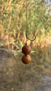 The method feeder setup that carp can't ignore