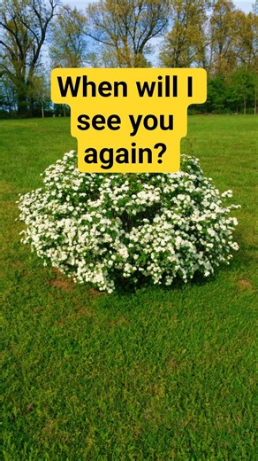 Spring will return again! #spring #hope #flowers #trending #shorts #trendingshorts #fyp #viral #fypシ