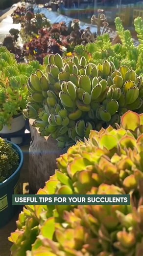 Succulents on Instagram: "Useful tips for succulents 🌿 #succulents #suculentas"