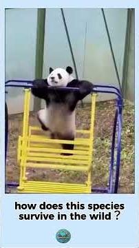 How Are Pandas Not Extinct?
