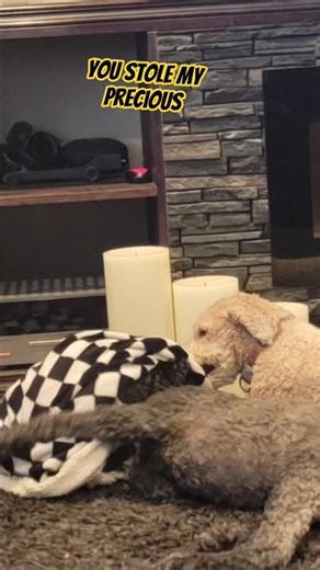 Whoodle Puppy Finds her “Precious” Blanket 🐾