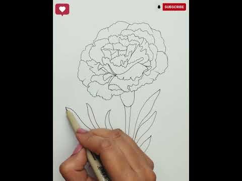 Easy & Simple Carnation Flower drawing #drawing #art #beginnerarttips