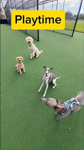 Daisy, Ruby, Toby and Teddy.